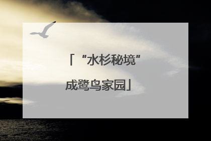 “水杉秘境”成鹭鸟家园