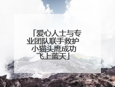 爱心人士与专业团队联手救护 小猫头鹰成功飞上蓝天