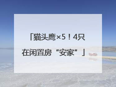 猫头鹰×5！4只在闲置房“安家”