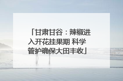 甘肃甘谷：辣椒进入开花挂果期 科学管护确保大田丰收