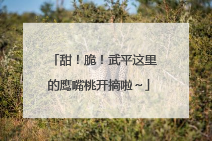 甜！脆！武平这里的鹰嘴桃开摘啦～