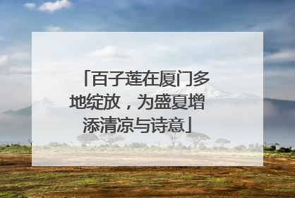 百子莲在厦门多地绽放，为盛夏增添清凉与诗意