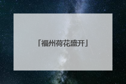 福州荷花盛开