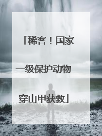 稀客！国家一级保护动物穿山甲获救