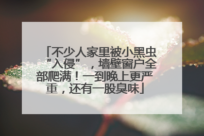 不少人家里被小黑虫“入侵”，墙壁窗户全部爬满！一到晚上更严重，还有一股臭味