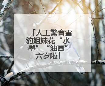 人工繁育雪豹姐妹花“水墨”“油画”六岁啦