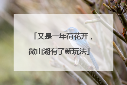 又是一年荷花开，微山湖有了新玩法