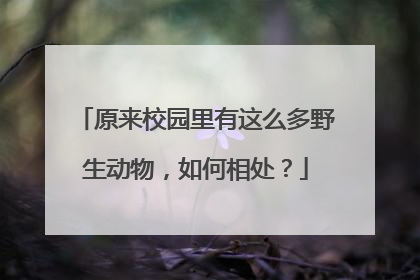 原来校园里有这么多野生动物，如何相处？