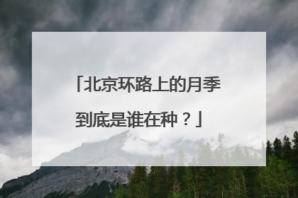 北京环路上的月季到底是谁在种？