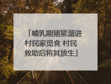 哺乳期猪獾溜进村民家觅食 村民救助后将其放生