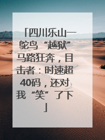 四川乐山一鸵鸟“越狱”马路狂奔，目击者：时速超40码，还对我“笑”了下