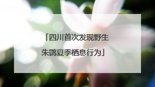 四川首次发现野生朱鹮夏季栖息行为