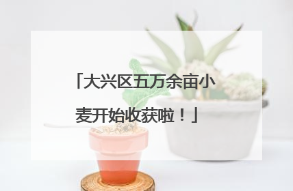 大兴区五万余亩小麦开始收获啦！