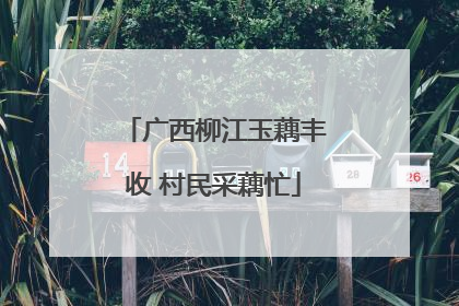广西柳江玉藕丰收 村民采藕忙
