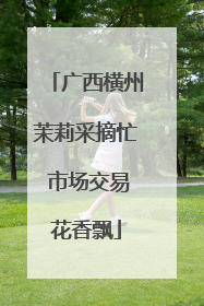 广西横州茉莉采摘忙 市场交易花香飘