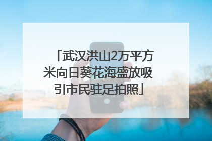 武汉洪山2万平方米向日葵花海盛放吸引市民驻足拍照