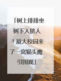 树上排排坐 树下人挤人！厦大校园来了一窝猫头鹰引围观