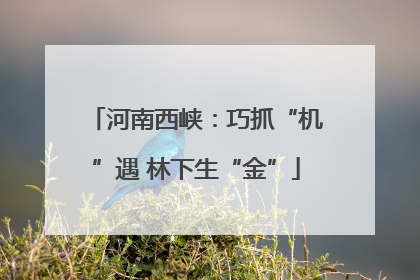 河南西峡：巧抓“机”遇 林下生“金”