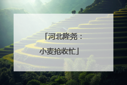河北隆尧：小麦抢收忙