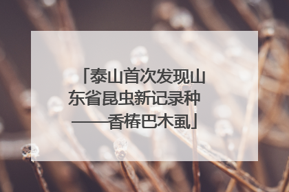 泰山首次发现山东省昆虫新记录种——香椿巴木虱