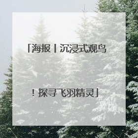 海报丨沉浸式观鸟！探寻飞羽精灵