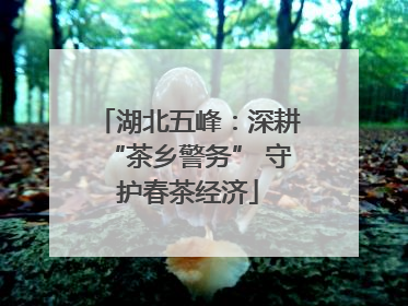 湖北五峰：深耕“茶乡警务” 守护春茶经济
