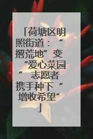 荷塘区明照街道：“撂荒地”变“爱心菜园” 志愿者携手种下“增收希望”