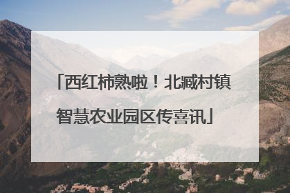 西红柿熟啦！北臧村镇智慧农业园区传喜讯