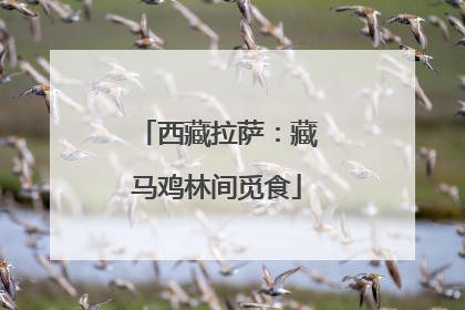 西藏拉萨：藏马鸡林间觅食