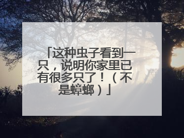 这种虫子看到一只，说明你家里已有很多只了！（不是蟑螂）