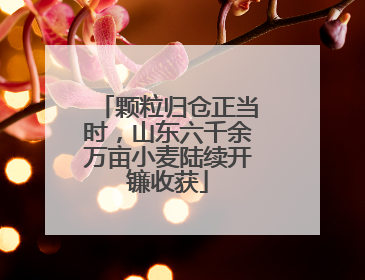 颗粒归仓正当时，山东六千余万亩小麦陆续开镰收获