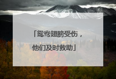 鸳鸯翅膀受伤，他们及时救助